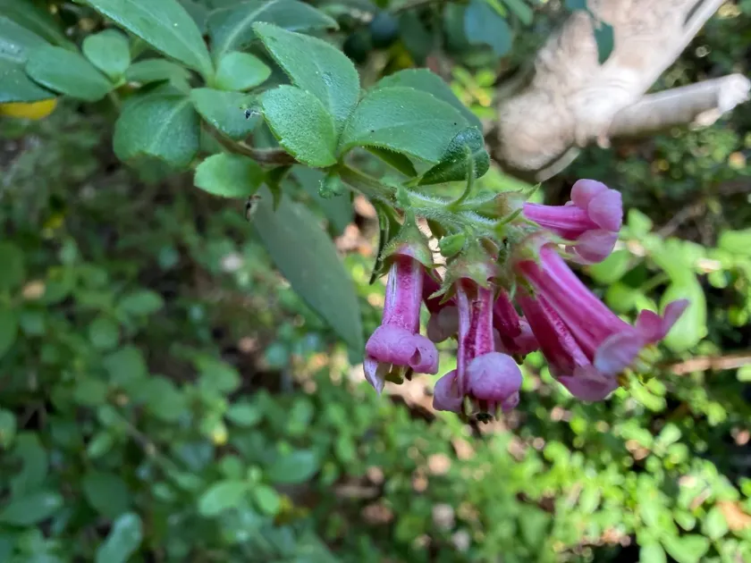 Red escalonia