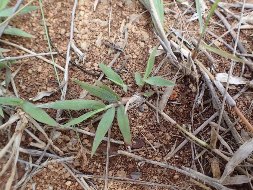 Panicum luridum