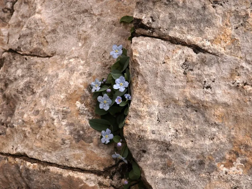 Omphalodes luciliae