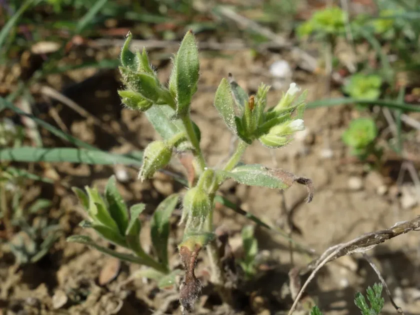 Nonea pallens