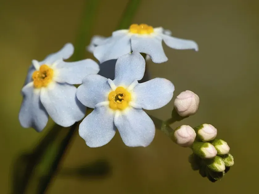 French forget-me-not