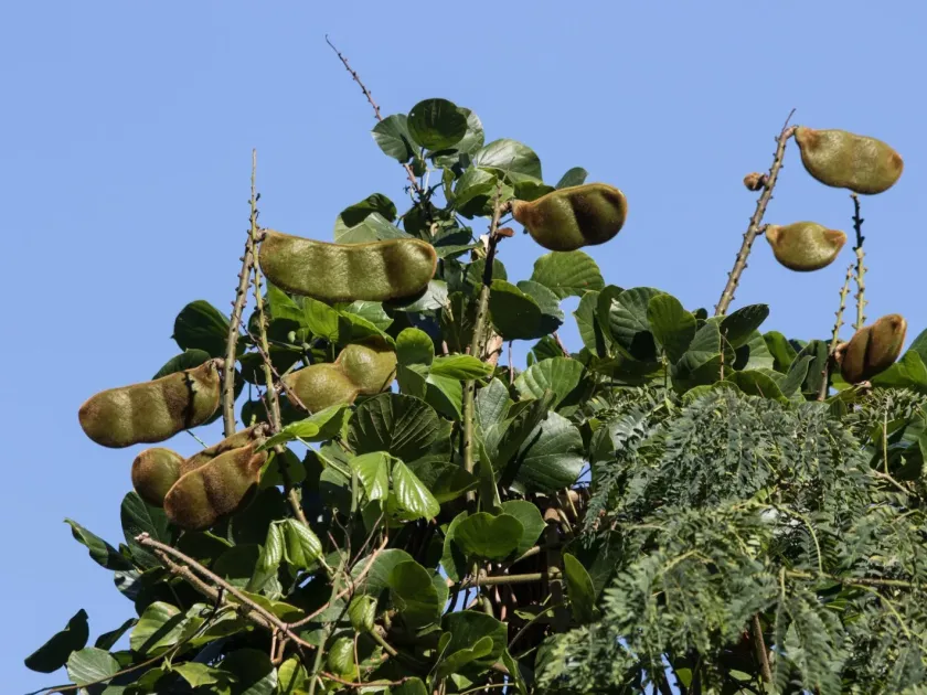 Dioclea violacea