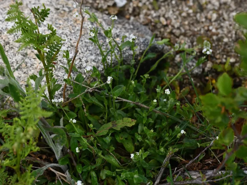 Soleirol's forget-me-not