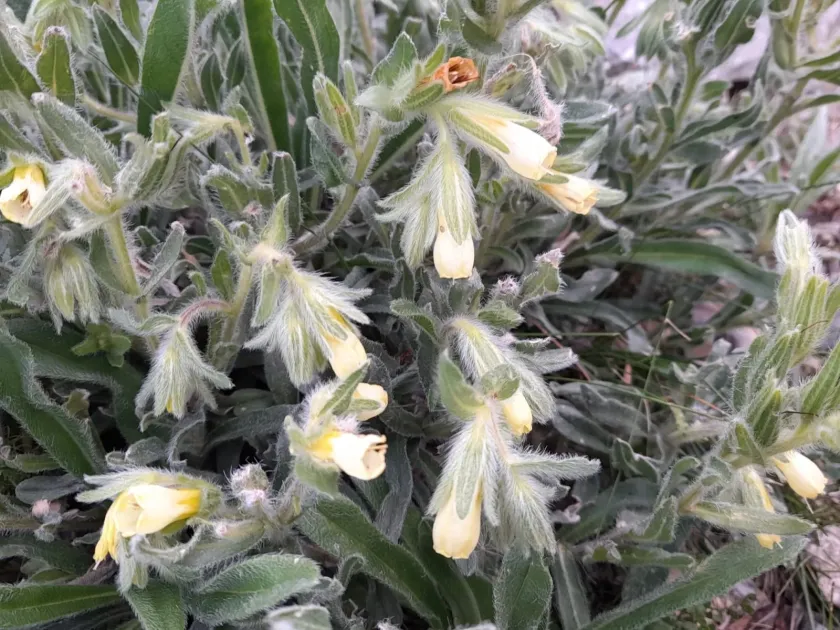 Onosma bubanii