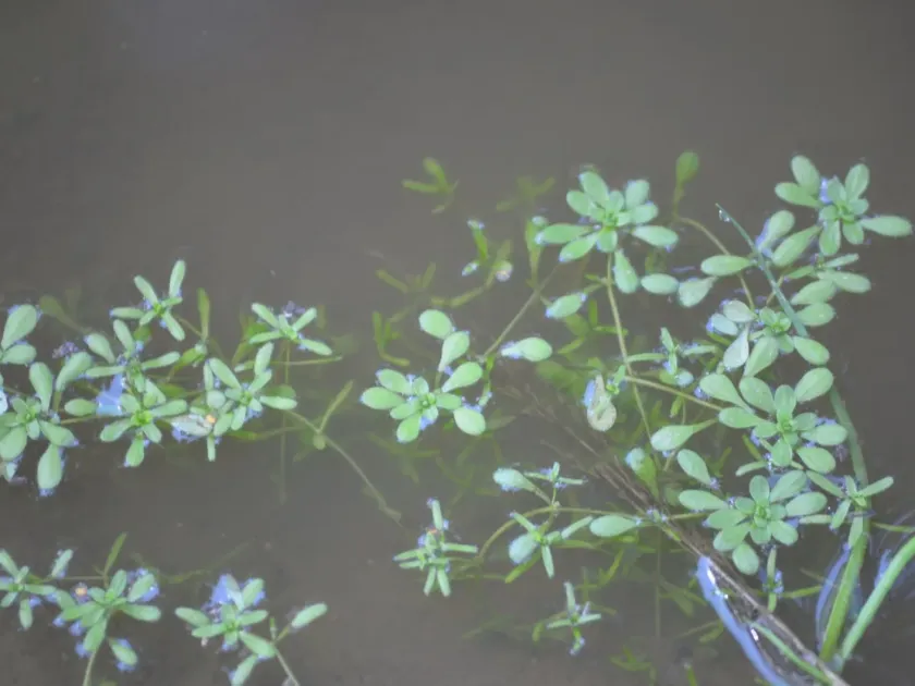 Pedunculate water-starwort