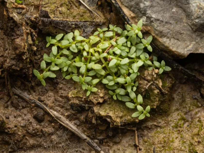 Terrestrial starwort