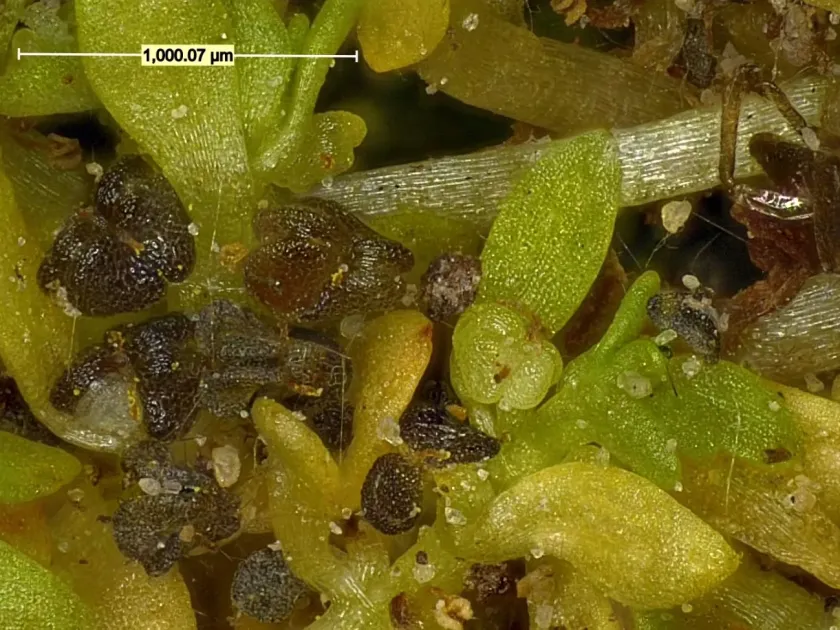 Callitriche peploides
