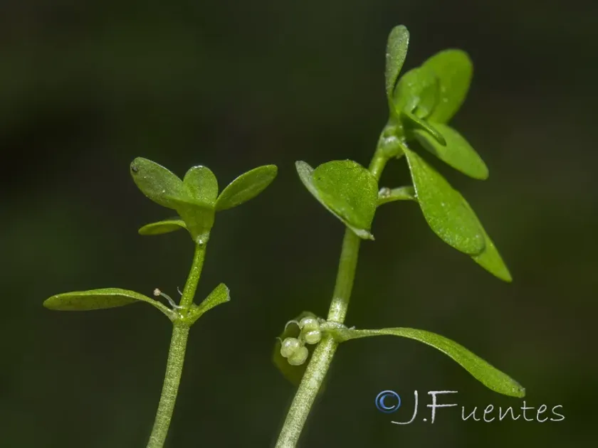 Water starwort