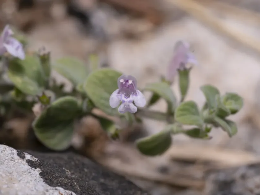 Clinopodium brevifolium