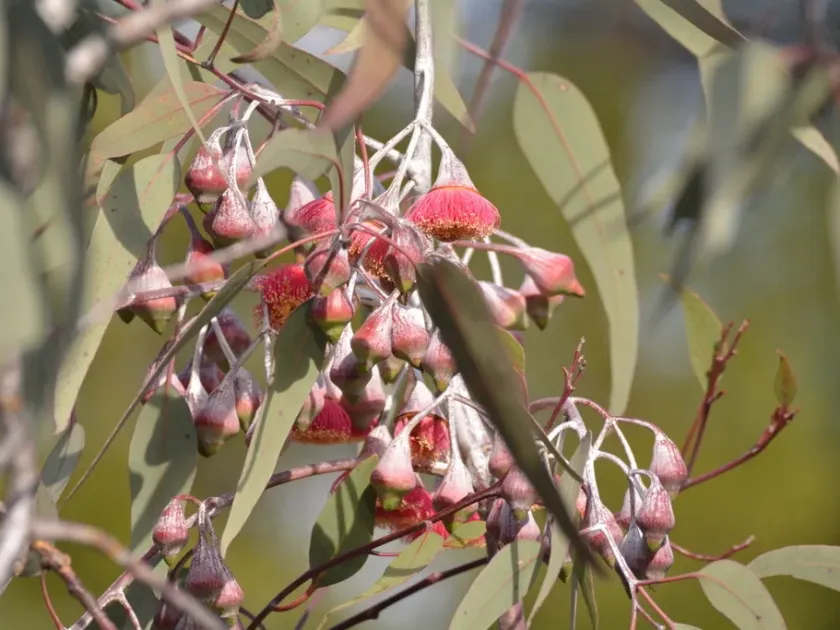 Eucalyptus caesia