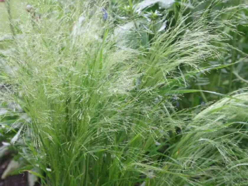 Cloud grass