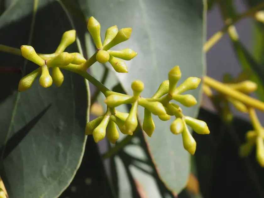 Eucalyptus conica