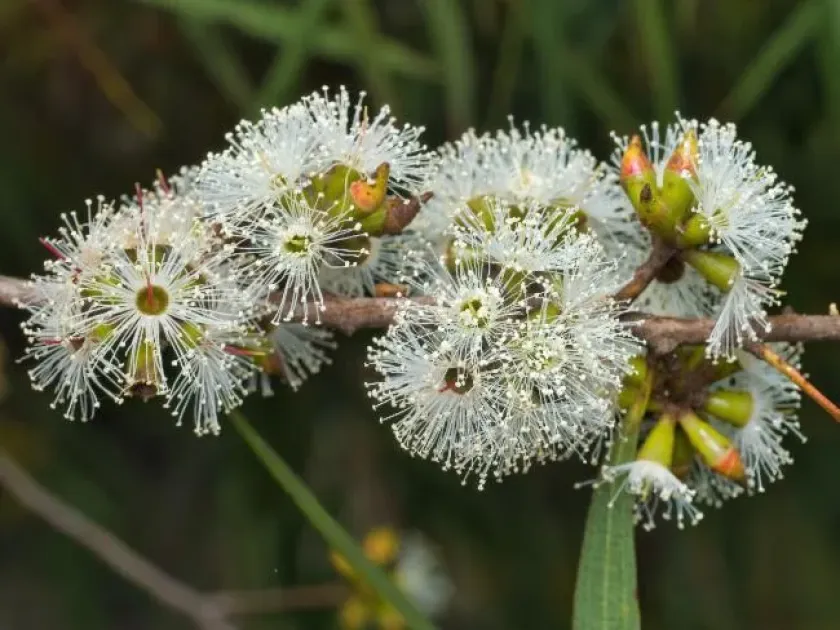 Eucalyptus moorei