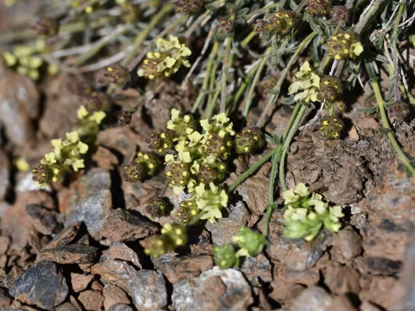 Sideritis glacialis