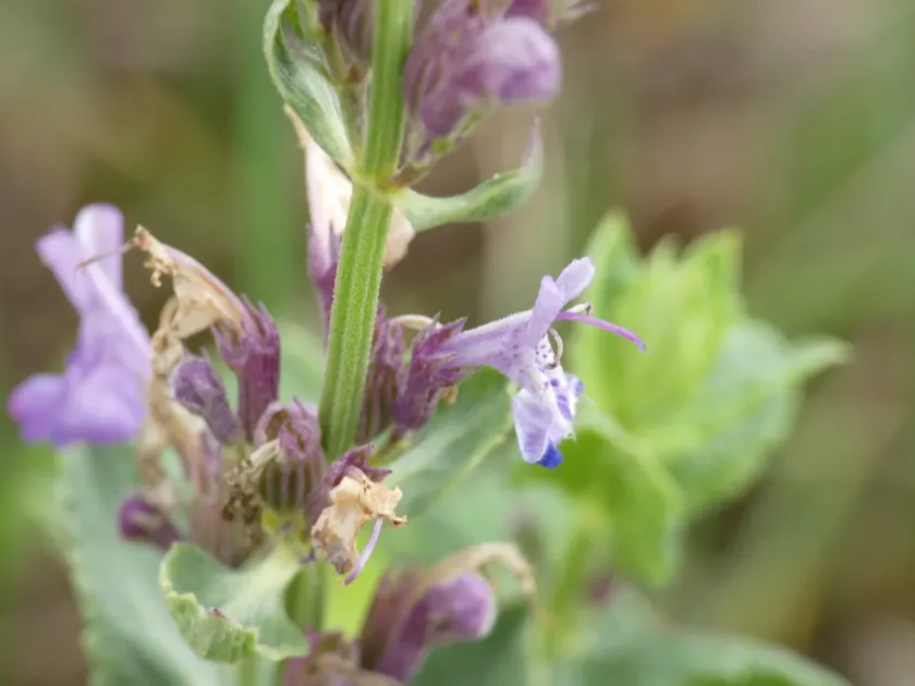 Nepeta latifolia