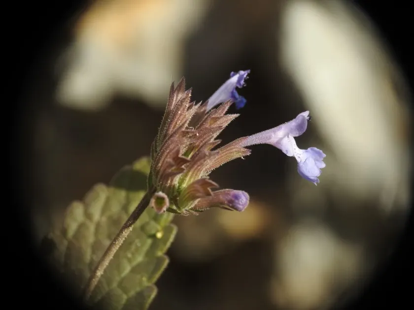 Melissa-leaved catnip