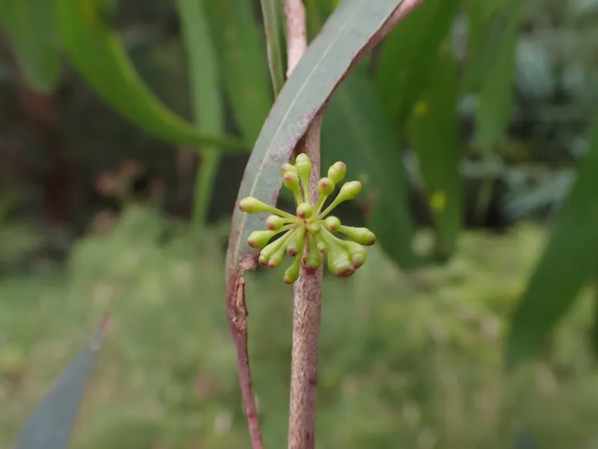 Eucalyptus elata