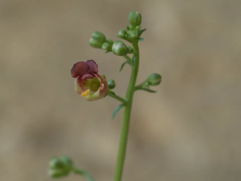 Figwort