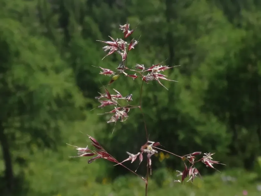 Полевица альпийская