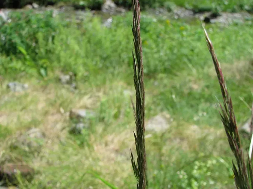 Schleichers bentgrass