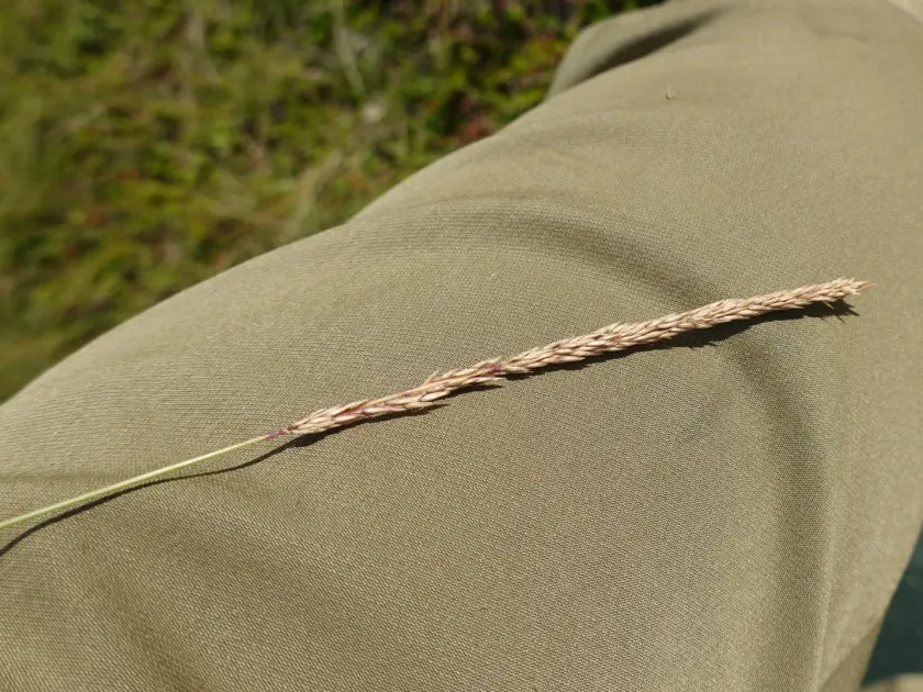 Lapland small-reed