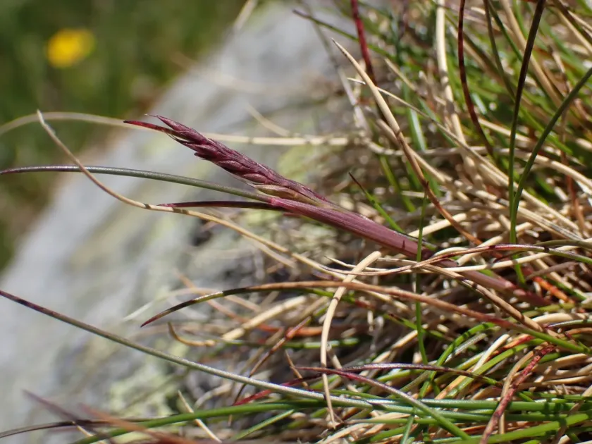Festuca airoides