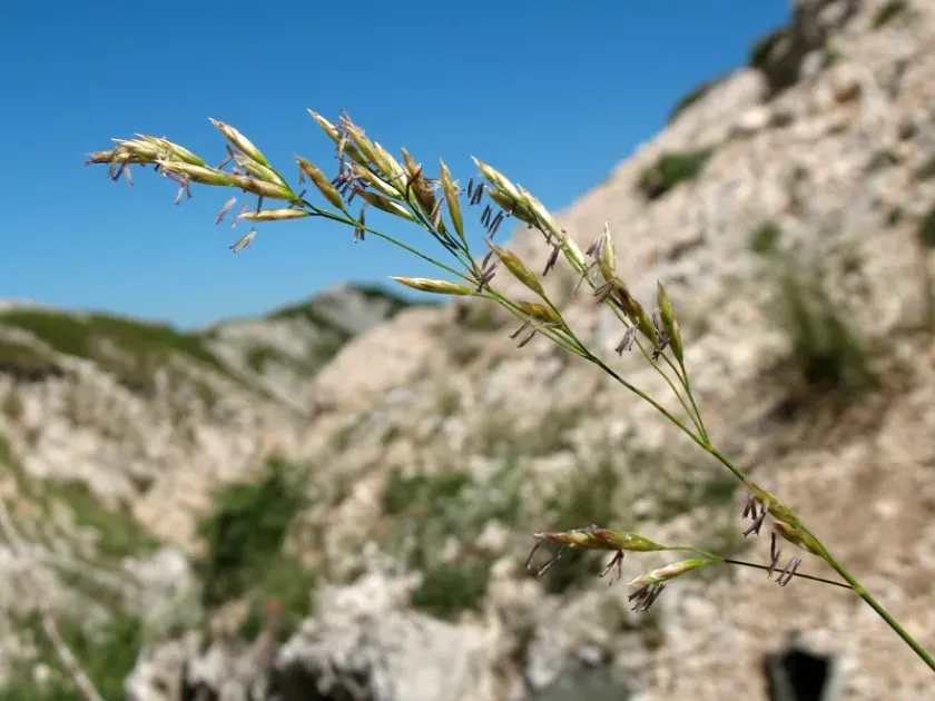 Festuca dimorpha