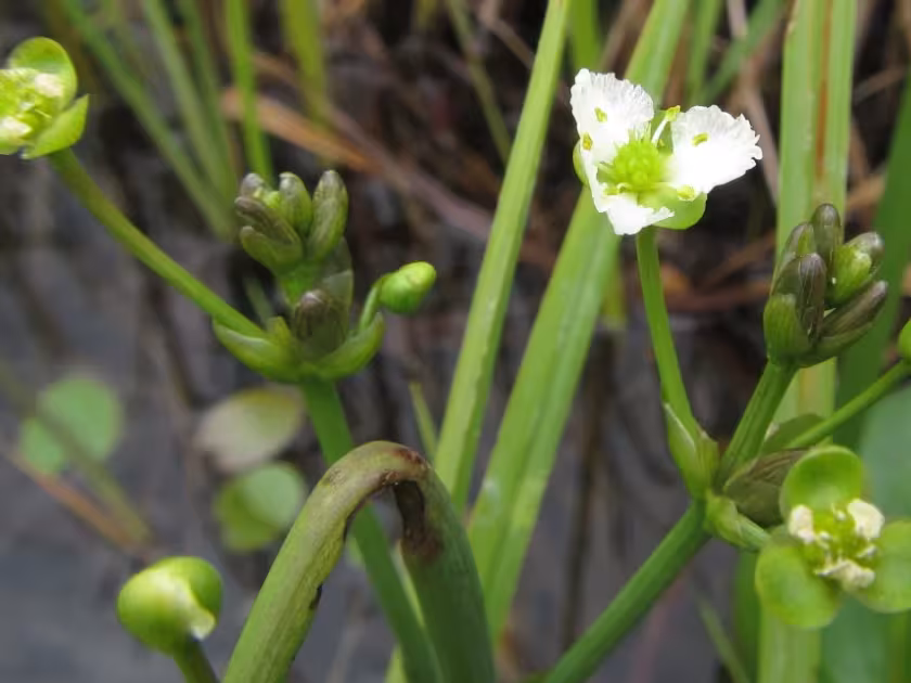 Caldesia parnassifolia
