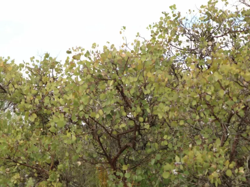 Eucalyptus orbifolia