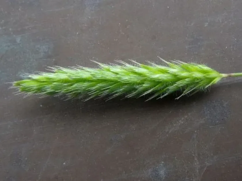 Bristlegrass rostraria