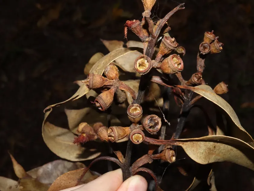 Eucalyptus pellita