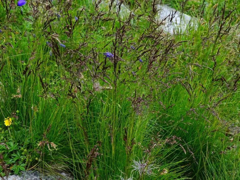 Painted fescue