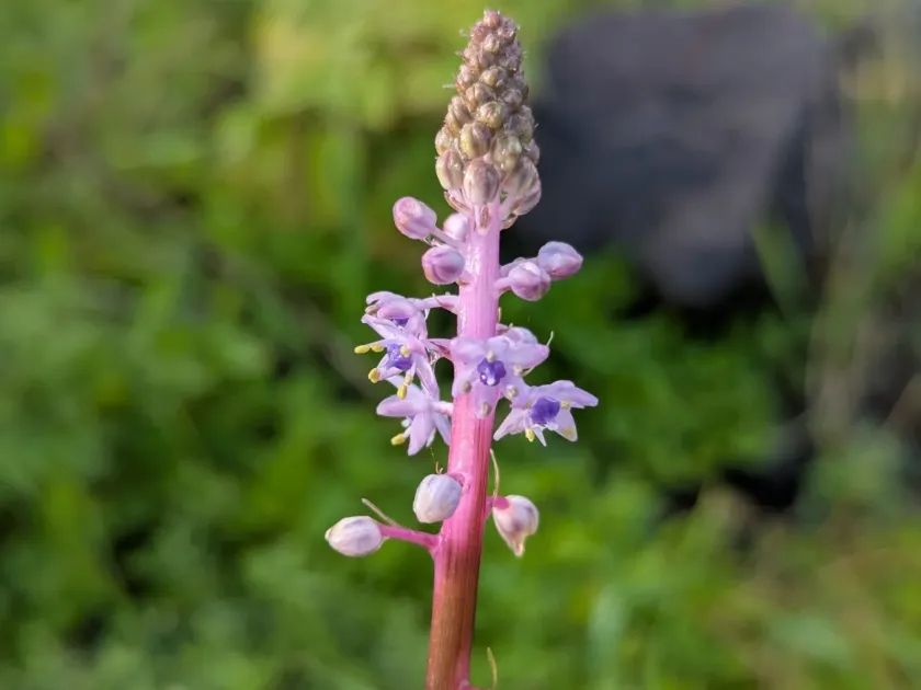 Nectaroscilla
