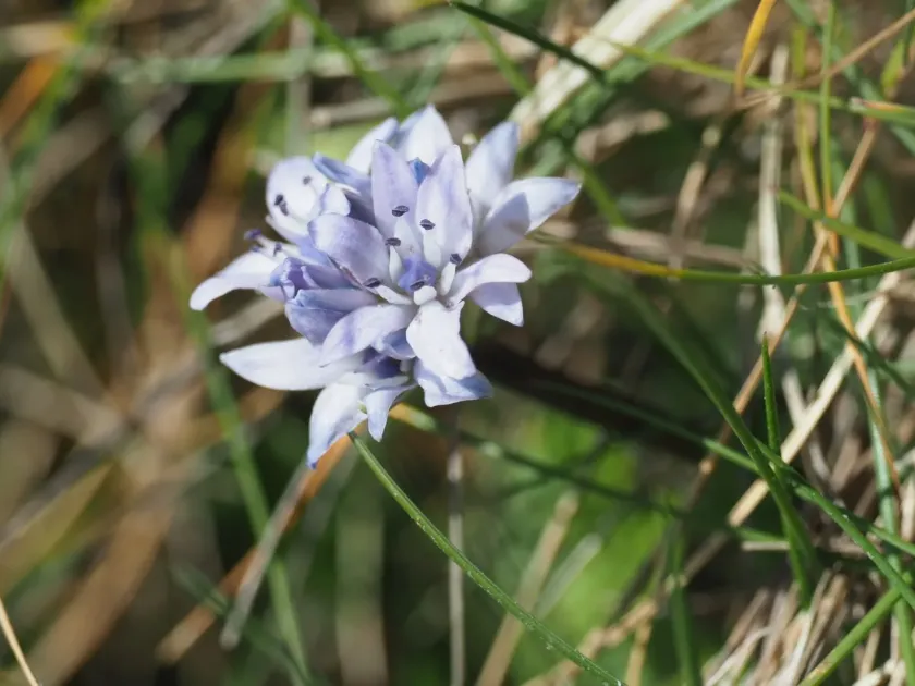 Spring squill