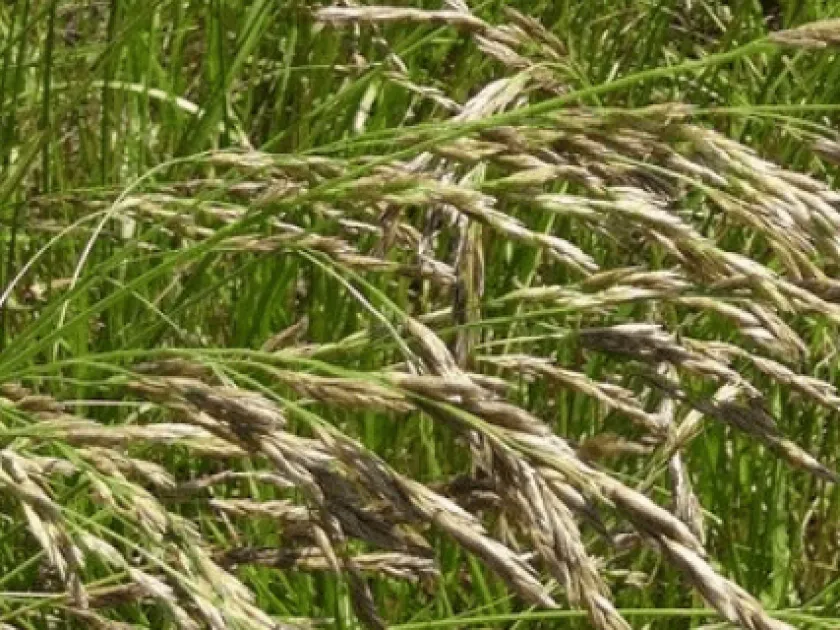 Festulolium
