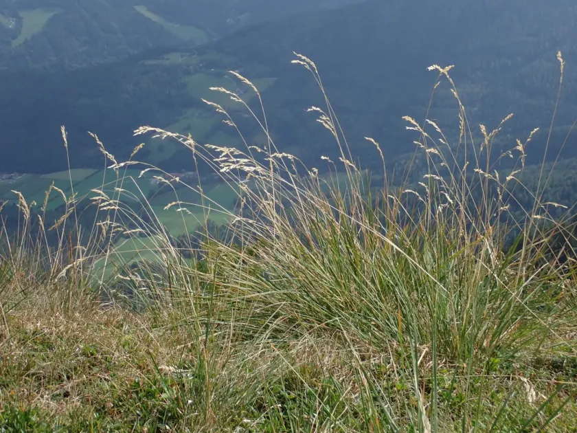 Parlatore's Oat Grass