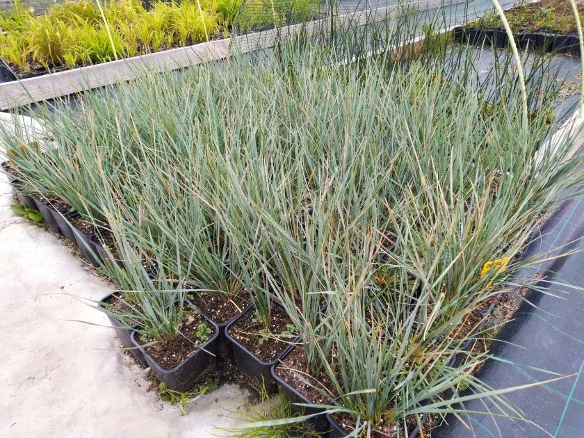 Helictotrichon crassifolium
