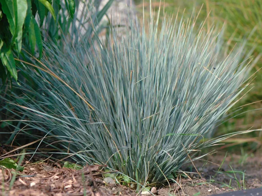 Helictotrichon tenuifolium