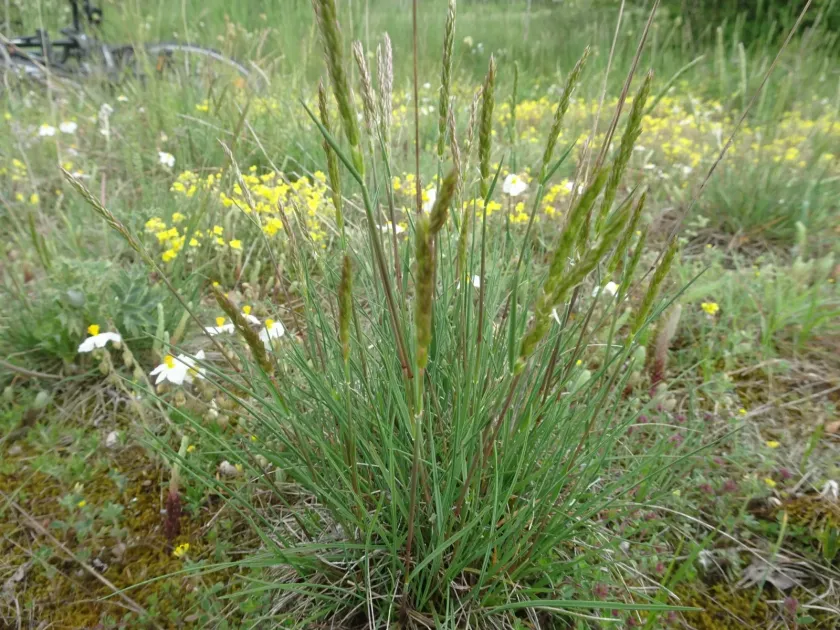 Koeleria vallesiana