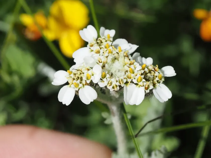 Achillea nana