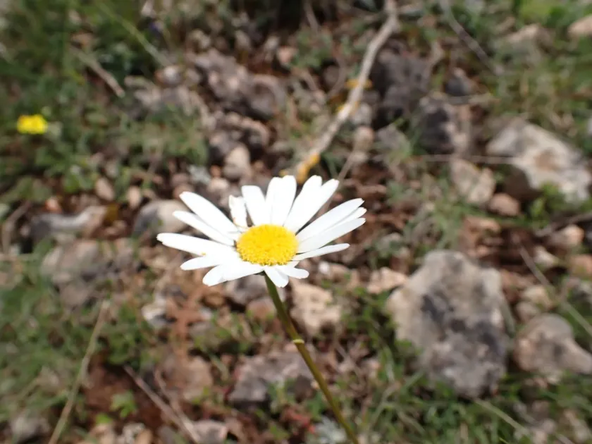 Grass-leaved daisy