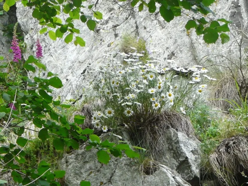 Montpellier daisy