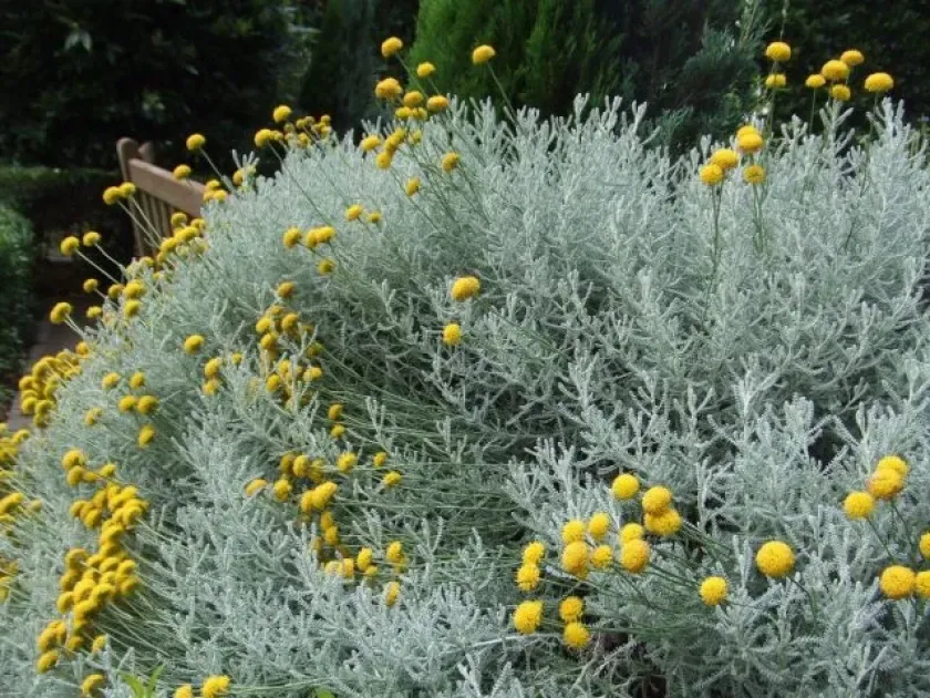Lavender cotton (Santolina villosa)