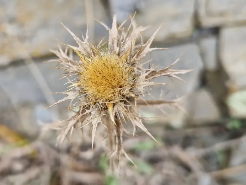Carlina hispanica