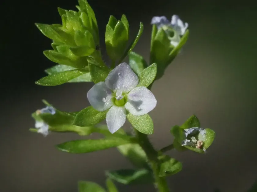 Wavy-leaved speedwell
