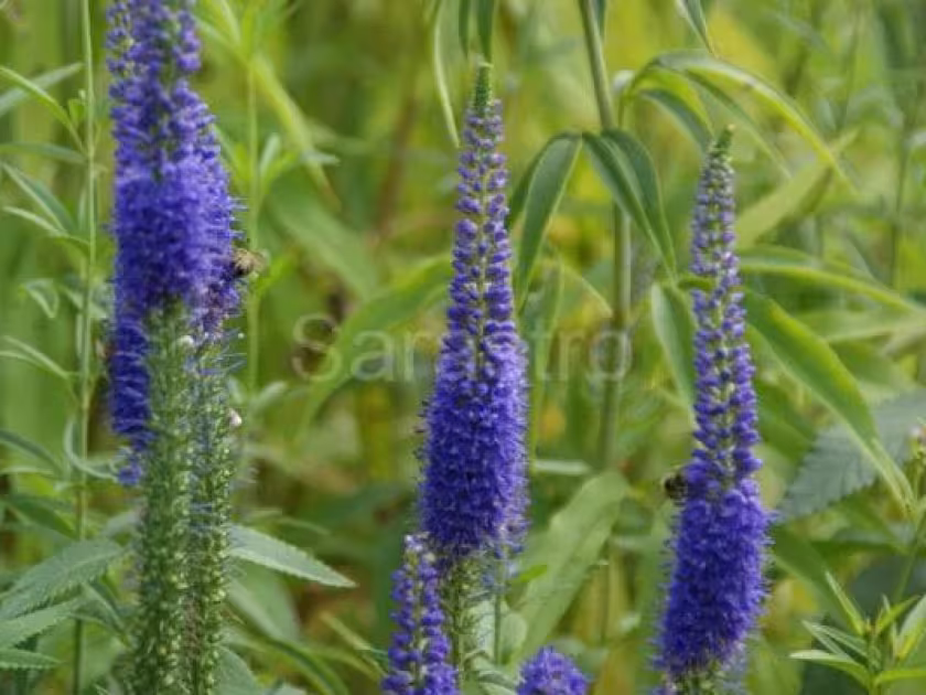 Sakhalin speedwell