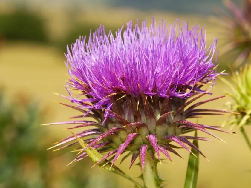 Woolly Thistle