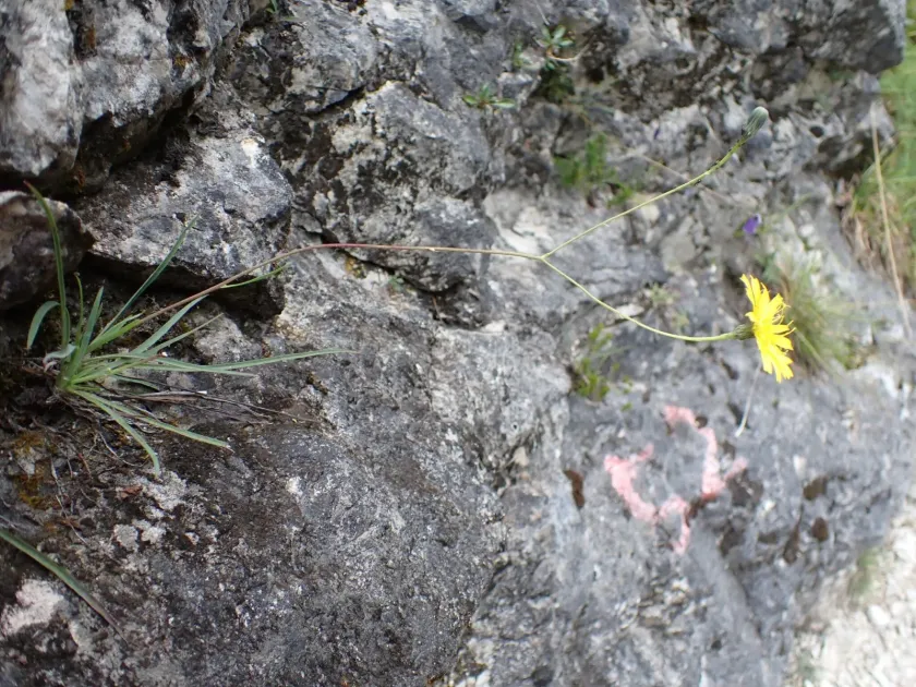 Leek-leaved hawkweed