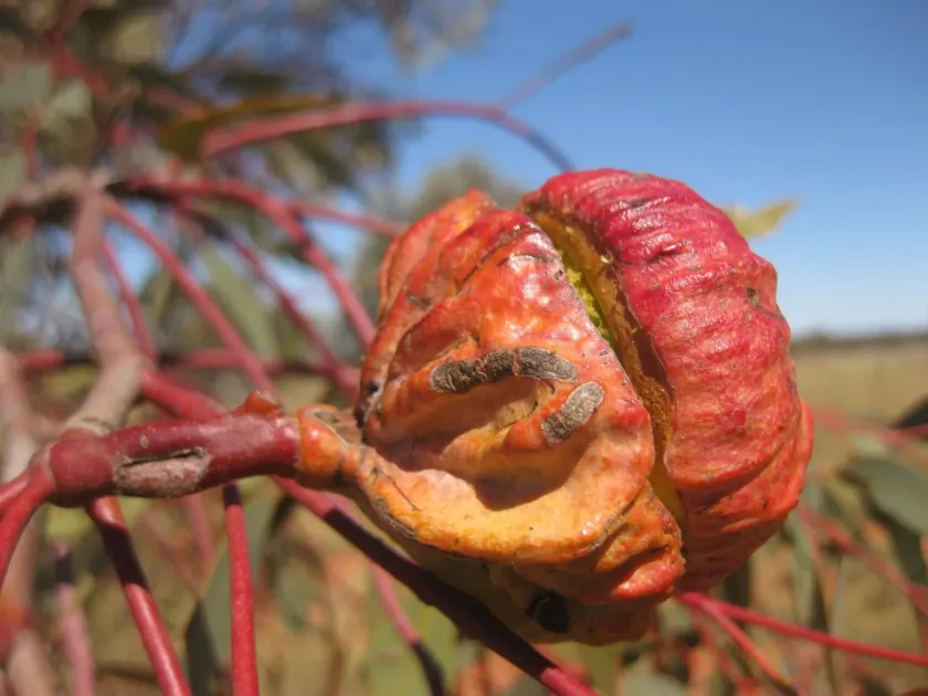 Eucalyptus youngiana