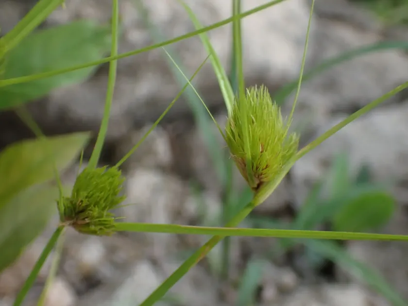 Bohemian sedge